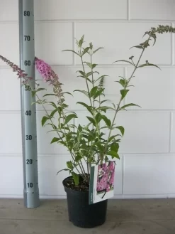 Vlinderstruik (Buddleja Davidii 'Pink Delight') -Tuinplanten Winkel buddleja pink delight c3 bloem 19 7 2016