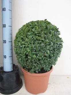 Buxusbol (Buxus Sempervirens, Bolvorm) -Tuinplanten Winkel buxus 30 cm bol