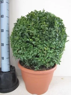 Buxusbol (Buxus Sempervirens, Bolvorm) -Tuinplanten Winkel buxus 35 cm bol