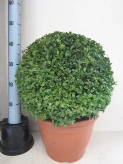 Buxusbol (Buxus Sempervirens, Bolvorm) -Tuinplanten Winkel buxus 40 cm bol