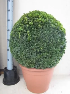 Buxusbol (Buxus Sempervirens, Bolvorm) -Tuinplanten Winkel buxus 50 cm bol
