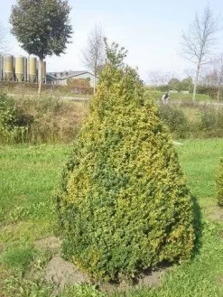 Buxus Als Pyramide (Buxus Sempervirens) -Tuinplanten Winkel buxus semp 160 180 1