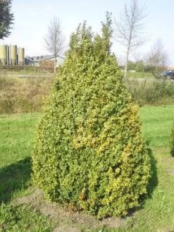 Buxus Als Pyramide (Buxus Sempervirens) -Tuinplanten Winkel buxus semp 160 180 1 1