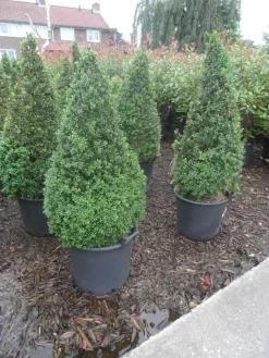 Buxus Als Pyramide (Buxus Sempervirens) -Tuinplanten Winkel buxus sempervirens 60 80 100 c35 pyramide 1