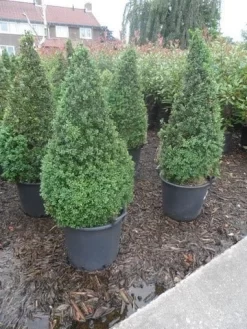 Buxus Als Pyramide (Buxus Sempervirens) -Tuinplanten Winkel buxus sempervirens 60 80 100 c35 pyramide 1 1