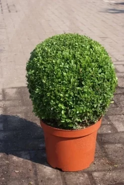 Buxusbol (Buxus Sempervirens, Bolvorm) -Tuinplanten Winkel buxus sempervirens bol