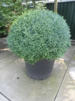 Buxusbol (Buxus Sempervirens, Bolvorm) -Tuinplanten Winkel buxus sempervirens bol 100 120 140 c350