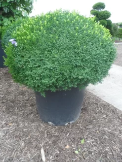 Buxusbol (Buxus Sempervirens, Bolvorm) -Tuinplanten Winkel buxus sempervirens bol 120 130