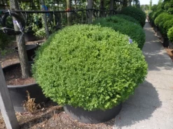 Buxusbol (Buxus Sempervirens, Bolvorm) -Tuinplanten Winkel buxus sempervirens bol 120 140
