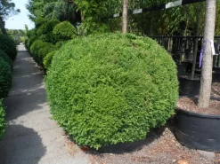 Buxusbol (Buxus Sempervirens, Bolvorm) -Tuinplanten Winkel buxus sempervirens bol 140 160