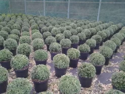 Buxusbol (Buxus Sempervirens, Bolvorm) -Tuinplanten Winkel buxus sempervirens bol 20 25 30 c7 10