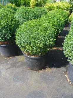 Buxusbol (Buxus Sempervirens, Bolvorm) -Tuinplanten Winkel buxus sempervirens bol 40 50