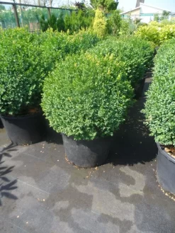 Buxusbol (Buxus Sempervirens, Bolvorm) -Tuinplanten Winkel buxus sempervirens bol 50 60