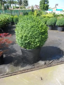 Buxusbol (Buxus Sempervirens, Bolvorm) -Tuinplanten Winkel buxus sempervirens bol 70 80