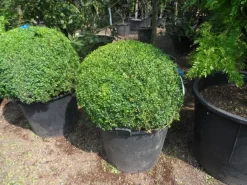 Buxusbol (Buxus Sempervirens, Bolvorm) -Tuinplanten Winkel buxus sempervirens bol 80 90 c110