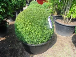Buxusbol (Buxus Sempervirens, Bolvorm) -Tuinplanten Winkel buxus sempervirens bol 90 100 c200