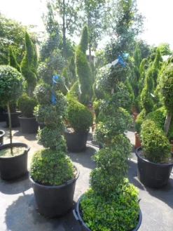 Buxus Als Spiraal (Buxus Sempervirens) -Tuinplanten Winkel buxus sempervirens spiraal 150 175 c50 70