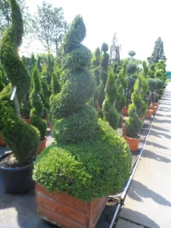 Buxus Als Spiraal (Buxus Sempervirens) -Tuinplanten Winkel buxus sempervirens spiraal 150 175 houten bak extra dik