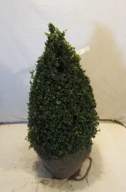 Buxus Als Pyramide (Buxus Sempervirens) -Tuinplanten Winkel buxuskegel060 070