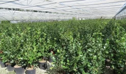 Camelia (Camellia 'Debbie') 15 Camelia (Camellia 'Debbie') -Tuinplanten Winkel camellia 4