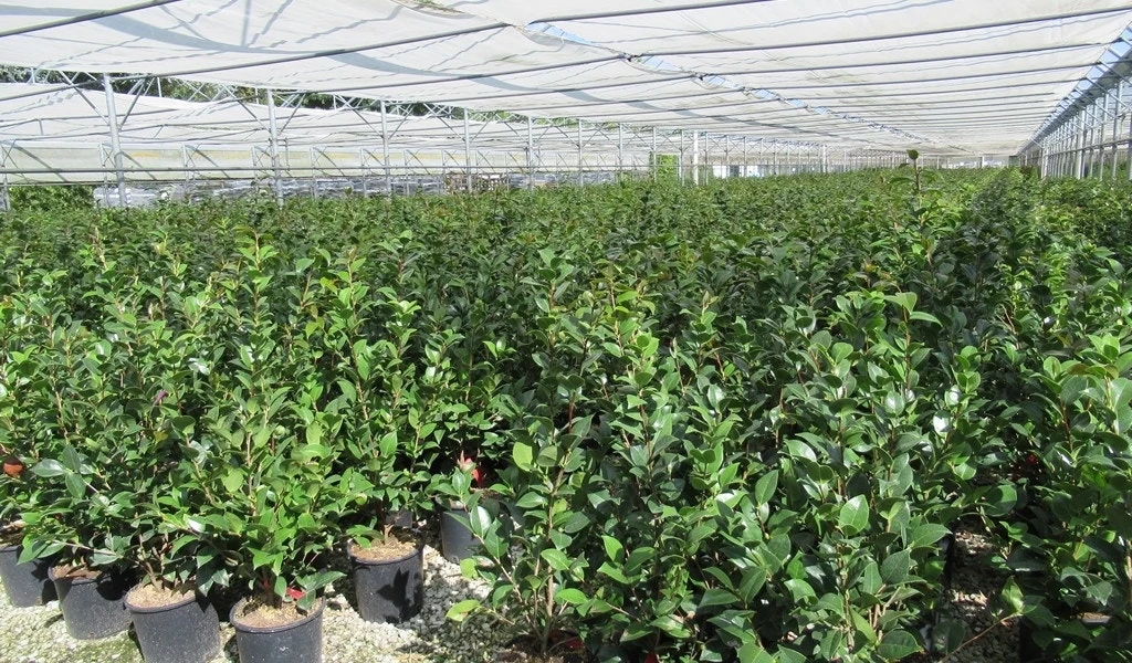 Camelia (Camellia 'Debbie') 7 Camelia (Camellia 'Debbie') - Afbeelding 7