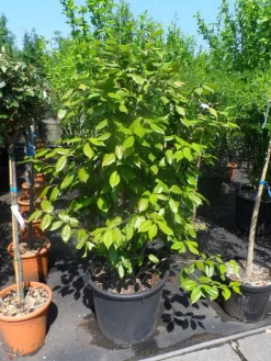 Camelia Als Leivorm (Camellia Japonica) -Tuinplanten Winkel camellia japonica 125 150 175 c50