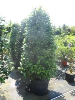 Camelia (Camellia 'Debbie') 11 Camelia (Camellia 'Debbie') -Tuinplanten Winkel camellia japonica 175 200 1