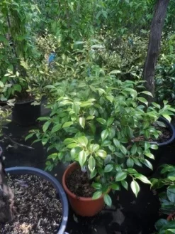 Camelia (Camellia, Rose) -Tuinplanten Winkel camellia japonica 60 80 c20 25 1 2