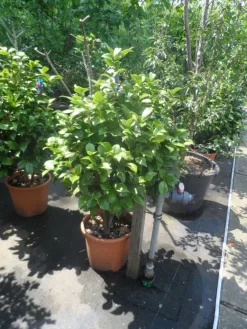 Camelia (Camellia, Rose) -Tuinplanten Winkel camellia japonica 80 100