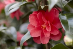 Camelia (Camellia Reticulata 'Mary Williams')