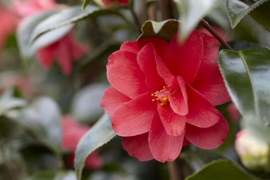 Camelia (Camellia Reticulata 'Mary Williams') 1 Camelia (Camellia Reticulata 'Mary Williams')