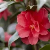 Camelia (Camellia Reticulata 'Mary Williams')