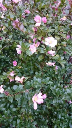 Camelia Als Boom (Camellia Sasanqua) -Tuinplanten Winkel camellia sasangua 2 1