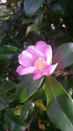 Camelia (Camellia Sasanqua) 13 Camelia (Camellia Sasanqua) -Tuinplanten Winkel camellia sasanqua 1