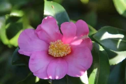 Camelia (Camellia Sasanqua) 19 Camelia (Camellia Sasanqua) -Tuinplanten Winkel camellia sasanqua 2 1