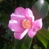 Camelia (Camellia Sasanqua)