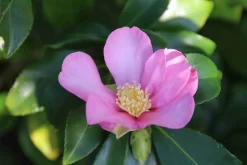 Camelia (Camellia Sasanqua) 21 Camelia (Camellia Sasanqua) -Tuinplanten Winkel camellia sasanqua 3 1