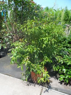 Camelia (Camellia Sasanqua) 16 Camelia (Camellia Sasanqua) -Tuinplanten Winkel camellia sasanqua 60 80 100 c25