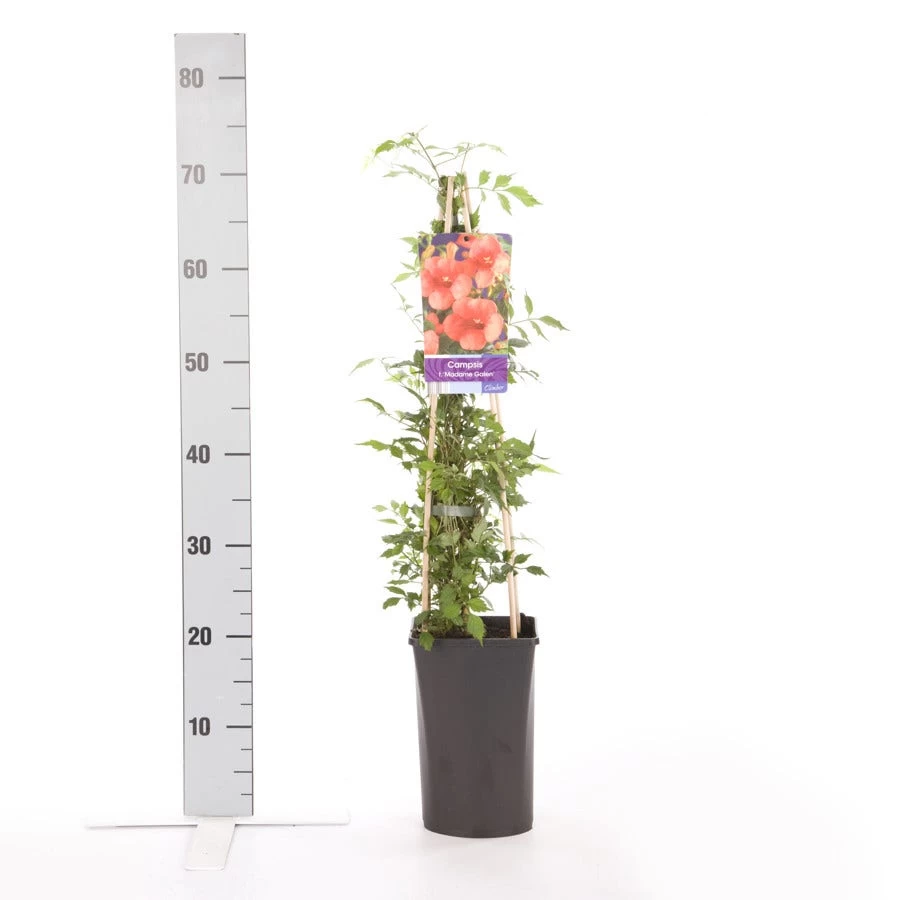 Trompetbloem (Campsis Tagliabuana 'Mme Galen') 2 Trompetbloem (Campsis Tagliabuana 'Mme Galen') - Afbeelding 2