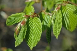 Grote Haagbeuk (Carpinus Betulus) -Tuinplanten Winkel carpinus