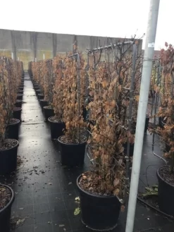 Haagbeuk Als Leivorm (Carpinus Betulus) -Tuinplanten Winkel carpinus45