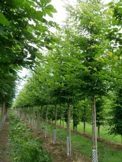 Grote Haagbeuk (Carpinus Betulus)