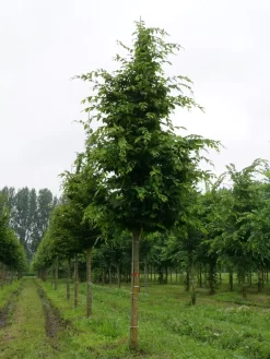 Grote Haagbeuk (Carpinus Betulus) -Tuinplanten Winkel carpinus betulus s 25 30