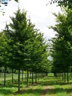 Grote Haagbeuk (Carpinus Betulus) -Tuinplanten Winkel carpinus betulus s 30 35