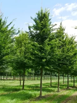 Grote Haagbeuk (Carpinus Betulus) -Tuinplanten Winkel carpinus betulus s 35 40