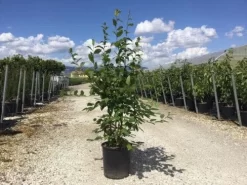 Meerstammige Haagbeuk (Carpinus Betulus)