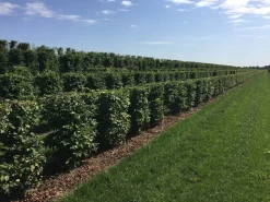 Haagbeuk Als Haagelement (Carpinus Betulus) -Tuinplanten Winkel carpinus betulus 100 x 50 x 50 cm drkl haagelement 3