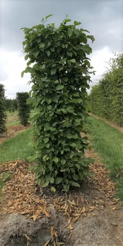 Haagbeuk Als Haagelement (Carpinus Betulus) -Tuinplanten Winkel carpinus betulus 180 x 50 x 50 cm drkl haagelement