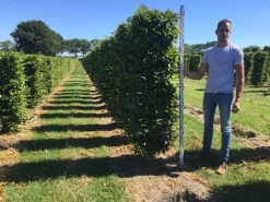 Haagbeuk Als Haagelement (Carpinus Betulus) -Tuinplanten Winkel carpinus betulus 200 x 50 x 50 cm drkl haagelement 1