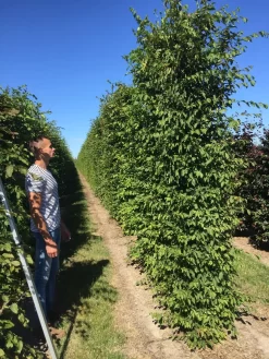 Haagbeuk Als Haagelement (Carpinus Betulus) -Tuinplanten Winkel carpinus betulus 350x50x50 haagelement